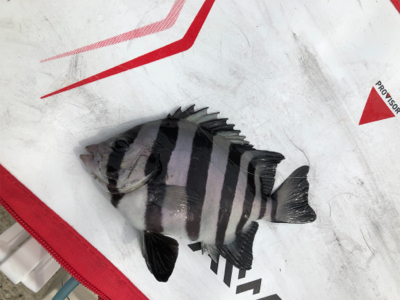 波止からフカセ&エギング