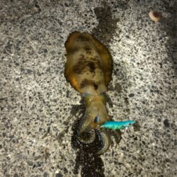 ナイトエギング