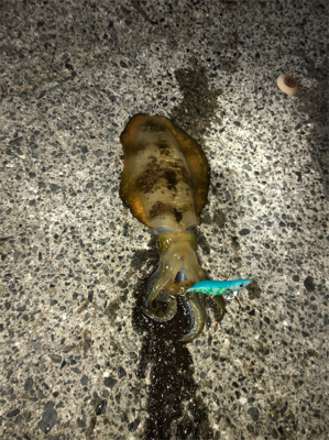 ナイトエギング