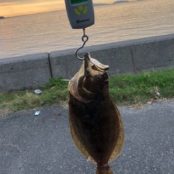 ロックショアで初ヒラメ