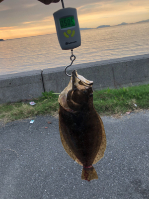 ロックショアで初ヒラメ