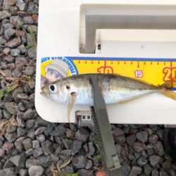 やっと秋突入！