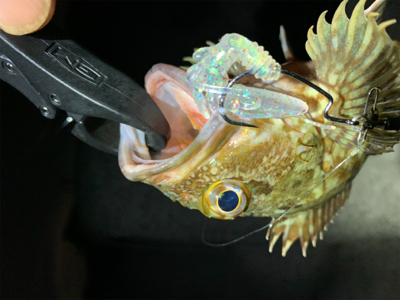 更にマシなアコウ！