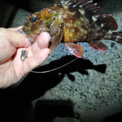 自己新のアコウ