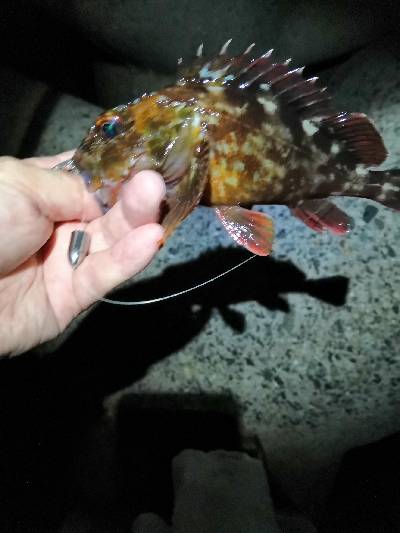 自己新のアコウ