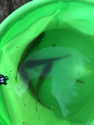 大井競馬場裏のハゼ