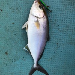 なかなか調子がいいですね