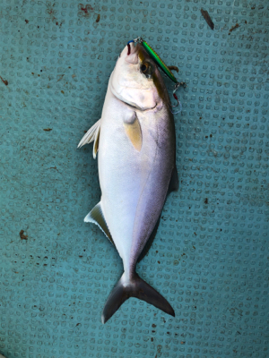 なかなか調子がいいですね