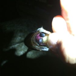 アジ荒ぐい始めました