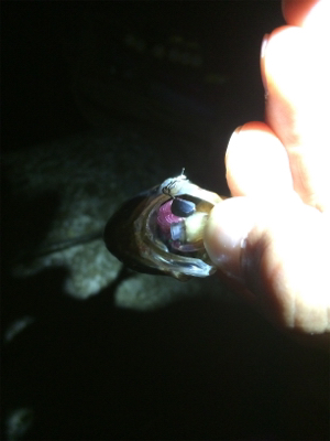 アジ荒ぐい始めました