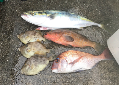 エサとルアーで