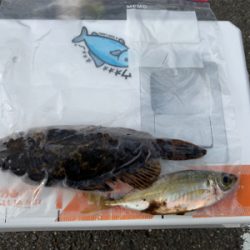 アジングのつもりが…