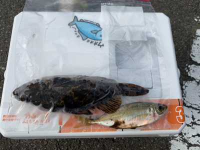 アジングのつもりが…