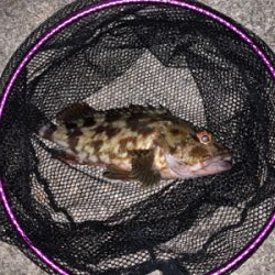 マシな、タケノコメバル！