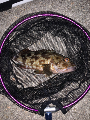 マシな、タケノコメバル！