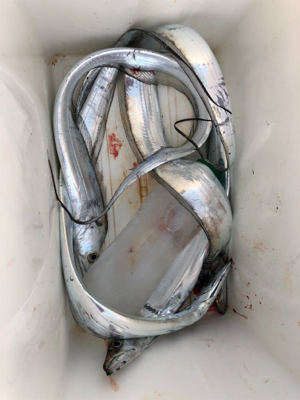 少しサイズが良くなってきた？