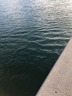 サーベルさんウジャウジャ