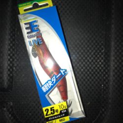 久しぶりの数釣りエギング\(^o^)/