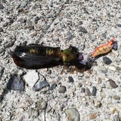 青物、エギング遠征