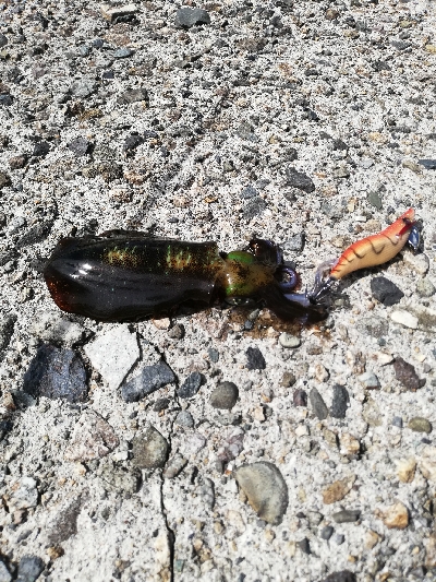 青物、エギング遠征