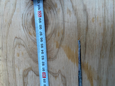 ヤバいやつ釣れました！