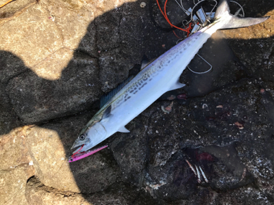 ショアジギング