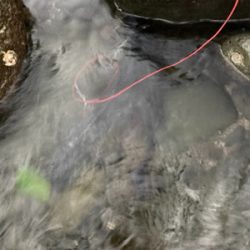 爆風の朝マズメにブリと平スズキ釣果！！