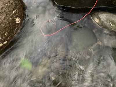 爆風の朝マズメにブリと平スズキ釣果！！