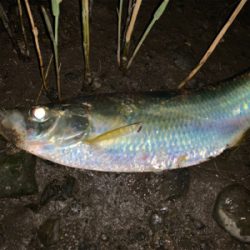 最後は有明ターポンで締め