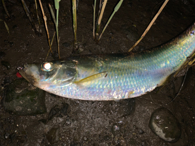 最後は有明ターポンで締め