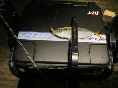 台風後のアジング