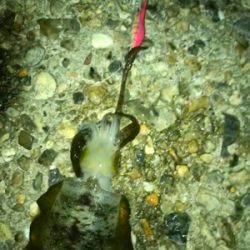 台風通過でのエギング調査(^.^)