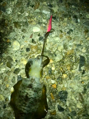 台風通過でのエギング調査(^.^)