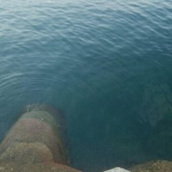 障泥烏賊連チャンで5杯！