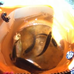 アオリちゃんが食べたくて