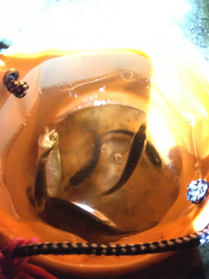 アオリちゃんが食べたくて