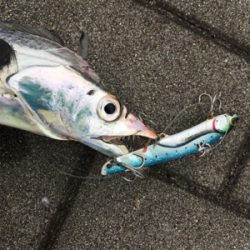 鯖に始まり良型アジ1匹&太刀魚4本