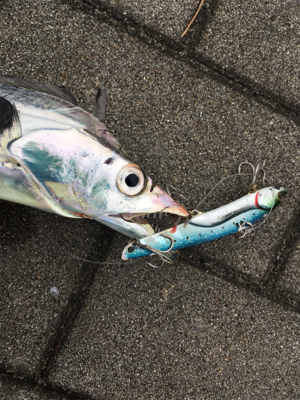 鯖に始まり良型アジ1匹&太刀魚4本