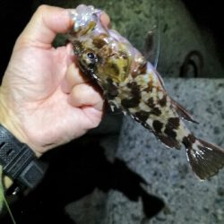 今日もガッシー