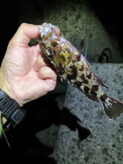 今日もガッシー