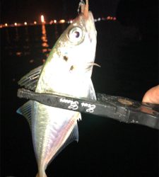 アジングナイト(爆釣)