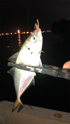 アジングナイト(爆釣)