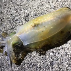 今季初エギング