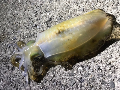 今季初エギング