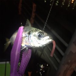 大阪湾奥アジング 中アジ連発!