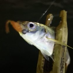 アジング練習 195