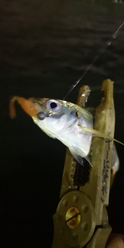 アジング練習 195