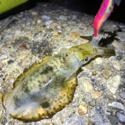 やっぱりエギング楽しい♪＼(^o^)／