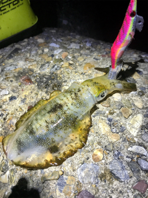 やっぱりエギング楽しい♪＼(^o^)／