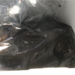 初ティップラン